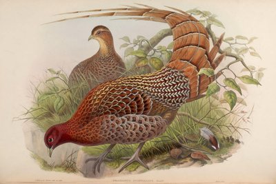 Phasianus Scintillans = Syrmaticus Soemmerringii Scintillans by John Gould